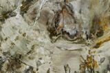 Petrified Wood (Araucaria) Slab - Madagascar #118821-1